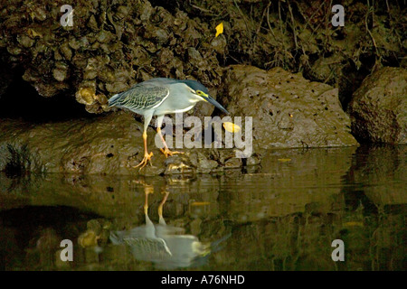 Eine grüne unterstützt Reiher (Butorides Virescens) spiegelt sich in den Fluss, wie es für kleine Fische jagt. Stockfoto