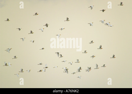 Eine Herde von großen Reiher (Ardea Alba), auch bekannt als Great White oder gemeinsame Egret, fliegen in den Himmel. Stockfoto