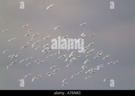 Eine Herde von großen Reiher (Ardea Alba), auch bekannt als Great White oder gemeinsame Egret, gegen dunkle Wolken fliegen. Stockfoto