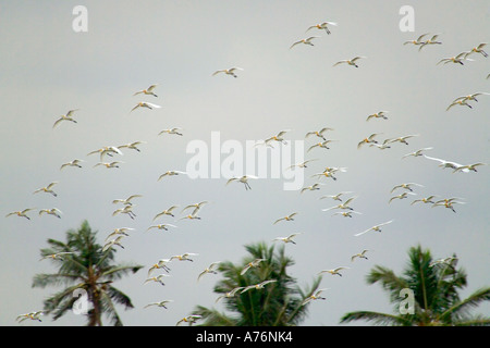 Eine Herde von großen Reiher (Ardea Alba), auch bekannt als Great White oder gemeinsame Egret, fliegen gegen dunkle Wolken und die Spitzen der Palmen. Stockfoto