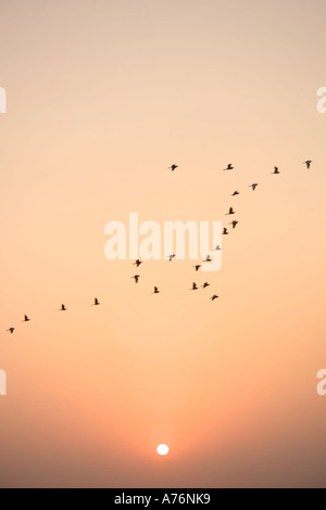 Eine Herde von großen Reiher (Ardea Alba) im Formationsflug mit Motion blur gegen eine helle orange untergehende Sonne. Stockfoto