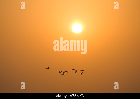 Eine Herde von großen Reiher (Ardea Alba), auch bekannt als Great White oder gemeinsame Egret, fliegen in Formation gegen eine helle orange untergehende Sonne. Stockfoto