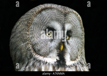 Nahaufnahme von der majestätischen großen grau oder Lappland (Strix Nebulosa) Eulenkopf vor einem schwarzen Hintergrund. Stockfoto