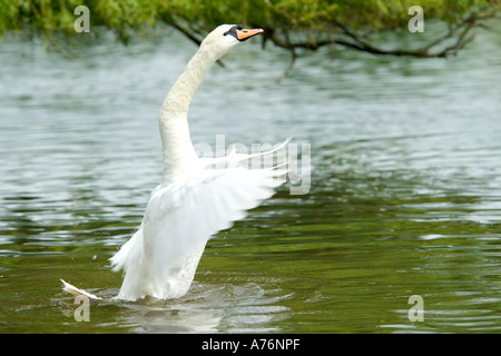 Ein Höckerschwan (Cygnus Olor) in eine aggressive Haltung (Straßenmusik) an einem See.  Dies ist eine männliche Bedrohung-Anzeige. Stockfoto