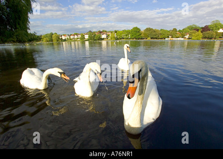 Schließen Sie Fokus und Weitwinkel von mehreren Höckerschwäne (Cygnus Olor) an einem See in der späten Nachmittagssonne. Stockfoto