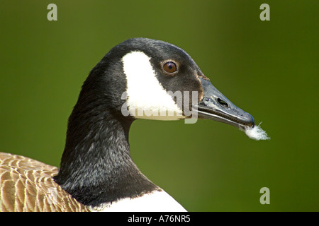 Nahaufnahme eines Kanadische Gans (Branta Canadensis) Kopf auf einem grünen Hintergrund mit einer Feder stecken in den Schnabel. Stockfoto