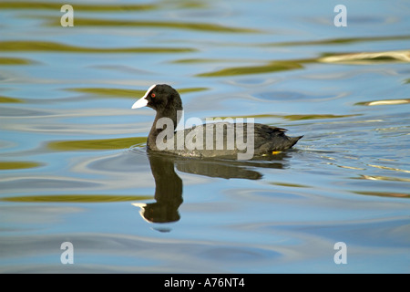 Eurasische Blässhuhn (Fulica Atra) Paddeln mit dem Bild im Wasser reflektiert. Stockfoto