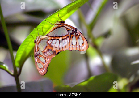 Zwei Monarchfalter (Danaus Plexippus) an der Unterseite eines Blattes Paarung. Stockfoto