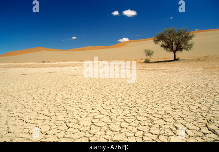 Ein einsamer Baum auf einem ausgetrockneten Flussbett in Sossusvlei in Namibia Stockfoto