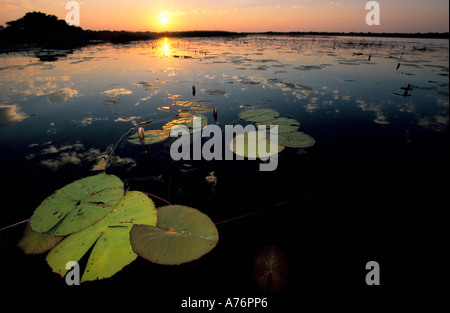 Eine typische Szene bei Sonnenaufgang am Okavango Delta - größte Binnendelta der Welt. Stockfoto