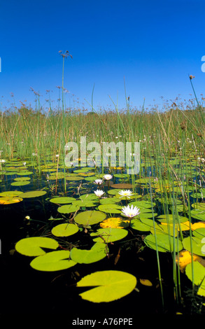 Eine typische Szene der Lilien auf dem Okavango-Delta - größte Binnendelta der Welt. Stockfoto