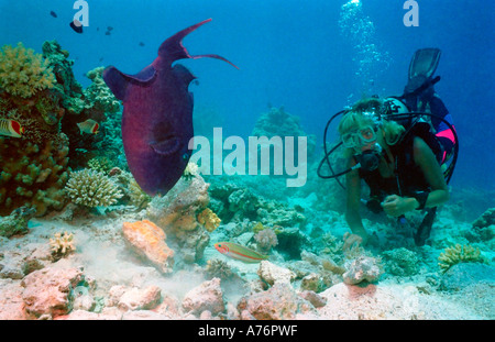 Ein Taucher ein Rotzahn-Drückerfisch (Odonus Niger) Fütterung vom Korallenriff zu beobachten. Stockfoto