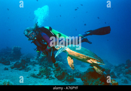 Eine grüne Meeresschildkröte (Chelonia Mydas) und eines jeden Tauchers finning zusammen neben einem Korallenriff. Stockfoto