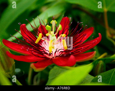 Passionsblume Passiflora Lady Margaret Hybrid zwischen Coccinea und Wurzelsud Stockfoto