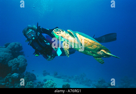 Eine grüne Meeresschildkröte (Chelonia Mydas) und eines jeden Tauchers finning zusammen neben einem Korallenriff. Stockfoto