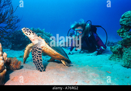 Ein Taucher einer Suppenschildkröte (Chelonia Mydas) neben einem Korallenriff zu beobachten. Stockfoto