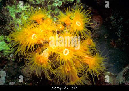 Eine gelbe Höhle Koralle (Dendrophyllia) mit seinen Tentakeln erweitert schwanken mit der Strömung im Roten Meer. Stockfoto