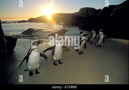 Mehreren Jackass Pinguine (Spheniscus Demersus) kommt aus dem Meer im frühen Morgenlicht. Stockfoto