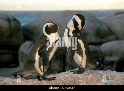 Zwei Jackass Pinguine (Spheniscus Demersus) putzen sich auf den Felsen. Stockfoto