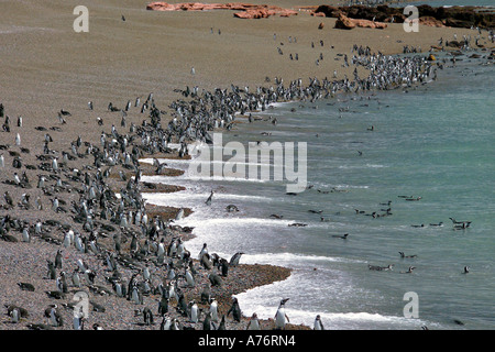 Eine Weitwinkelaufnahme der Magellan-Pinguin (Spheniscus Magellanicus)-Kolonie an der Küste bei Punta Tombo in Argentinien. Stockfoto