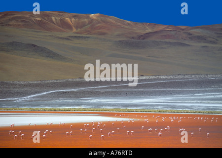 Weitwinkelaufnahme einer Schafherde Anden Flamingos (Phoenicopterus Andinus) Fütterung aus Algen in Laguna (See) Colorado. Stockfoto