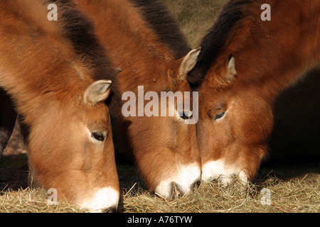 Przewalski-Pferde (Equus Ferus Przewalskii) Stockfoto