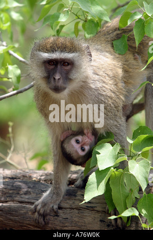 Vervet Affen (grüne Aethiops) mit jungen Säugling Stockfoto