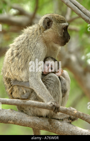 Vervet Affen (grüne Aethiops) mit jungen Stockfoto