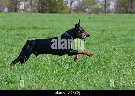 Dobermann - Dobermann - männlich - Haushund ausgeführt Stockfoto