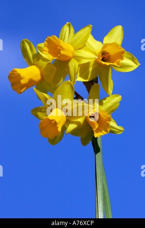 Narzisse Tete ein Tete - Esel Ohren Tete ein Tete (Narcissus Cyclamineus Tete ein Tete) Stockfoto