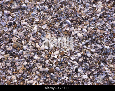 Muscheln am Strand in der Nähe von Bradwell in Essex Stockfoto