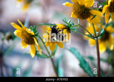 Hummel auf kleinen Wald Sonnenblume Stockfoto