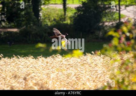 weiblichen Fasan im Flug über Weizen Feld Glenarm County Antrim-Nordirland Stockfoto