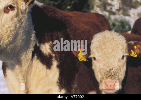 Hereford-Rinder Stockfoto