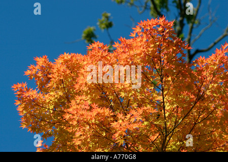 Acer Palmatum Sango kaku Stockfoto