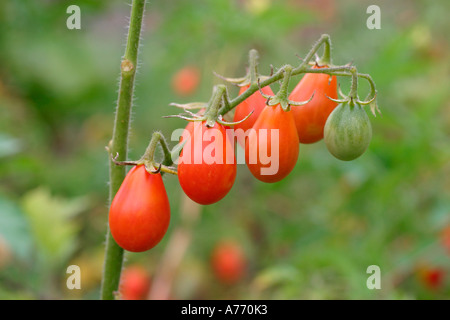 Lycopersicon Esculentum Var pyriforme Stockfoto