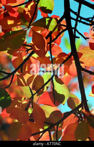 Nyssa Sylvatica Wisley Lagerfeuer Stockfoto