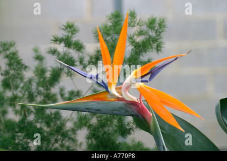 Strelitzia reginae Stockfoto