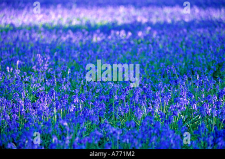 Komprimierten Perspektive der Glockenblumen (Hyacinthoides Nonscripta) in einem Wald. Stockfoto