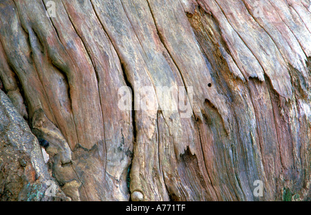 Nahaufnahme des alten verwitterten Rinde am Stamm des Baumes. Stockfoto