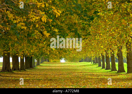 Perspektivische Ansicht des gefallenen Blätter entlang eine Allee von Bäumen im Herbst verdichtet. Stockfoto