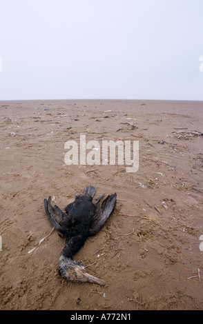 Toten Phalacrocorax Carbo. Kormoran Formby Strand, Sefton Küste, England. Stockfoto