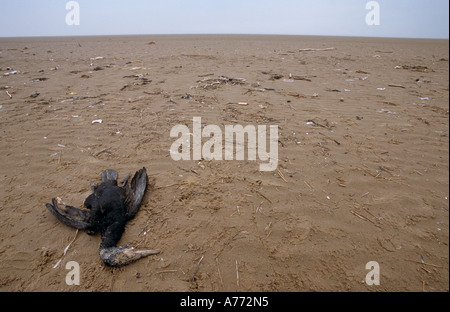 Toten Phalacrocorax Carbo. Kormoran Formby Strand, Sefton Küste, England. Stockfoto