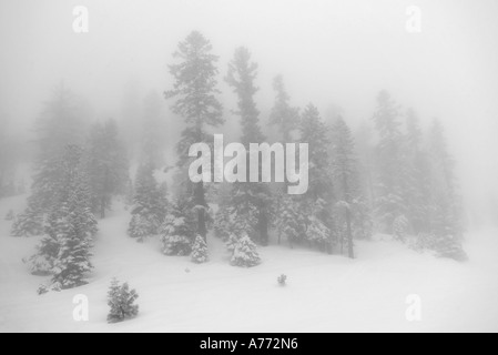 Evergreens in Neuschnee bedeckt an einem nebeligen nebligen Tag. Stockfoto