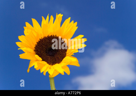 Leuchtend gelbe Sonnenblumen (Helianthus) vor einem tiefblauen Himmel. Stockfoto