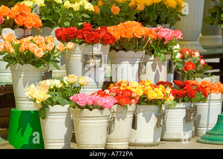 Behälter voll mit bunten Rosen für Verkauf in den wichtigsten Platz von Krakau. Stockfoto
