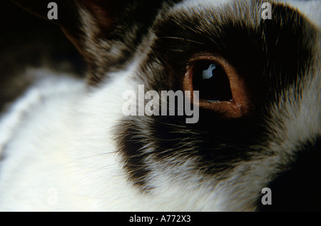 Hauskaninchen. Stockfoto