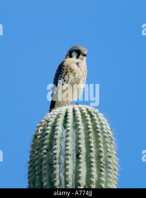 American Kestrel Falco Sparverius Saguaro-Nationalpark - Arizona - USA Stockfoto