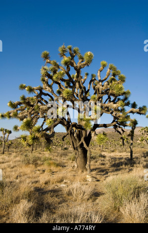 Joshua Tree Yucca Brevifolia Joshua Tree National Park, Kalifornien, USA - USA Stockfoto