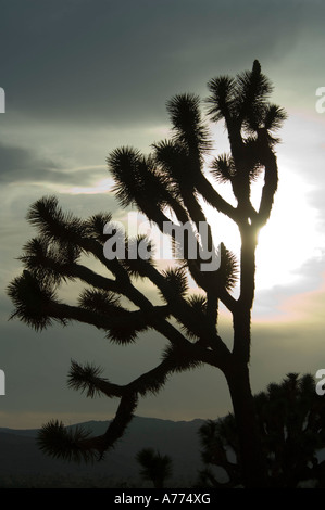 Silhouette der Joshua Baum bei Sonnenuntergang Yucca Brevifolia Joshua Tree National Park, Kalifornien, USA - USA Stockfoto